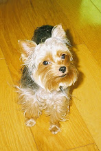 My Puppy