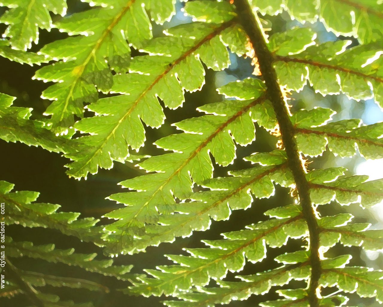 Cool Desktop Wallpaper: Ferns Plants Pictures & Wallpapers