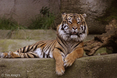 Male Sumatran Tiger Image