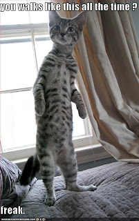 Cat Standing on two legs Photo