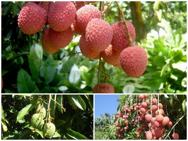 Letchis ou litchis