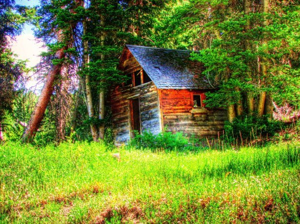 Bee sting Cabin