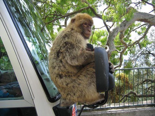 [ape+1.bmp]