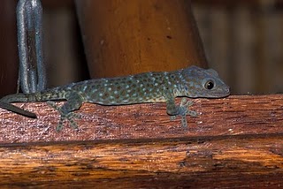 Cicak Tokek 64Kg