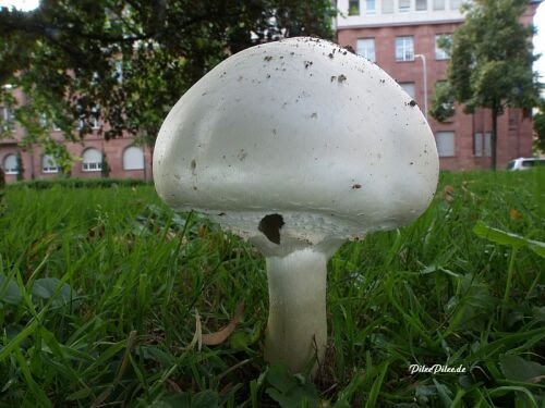 Pilze-Pilze-Pilze (Teil 2)