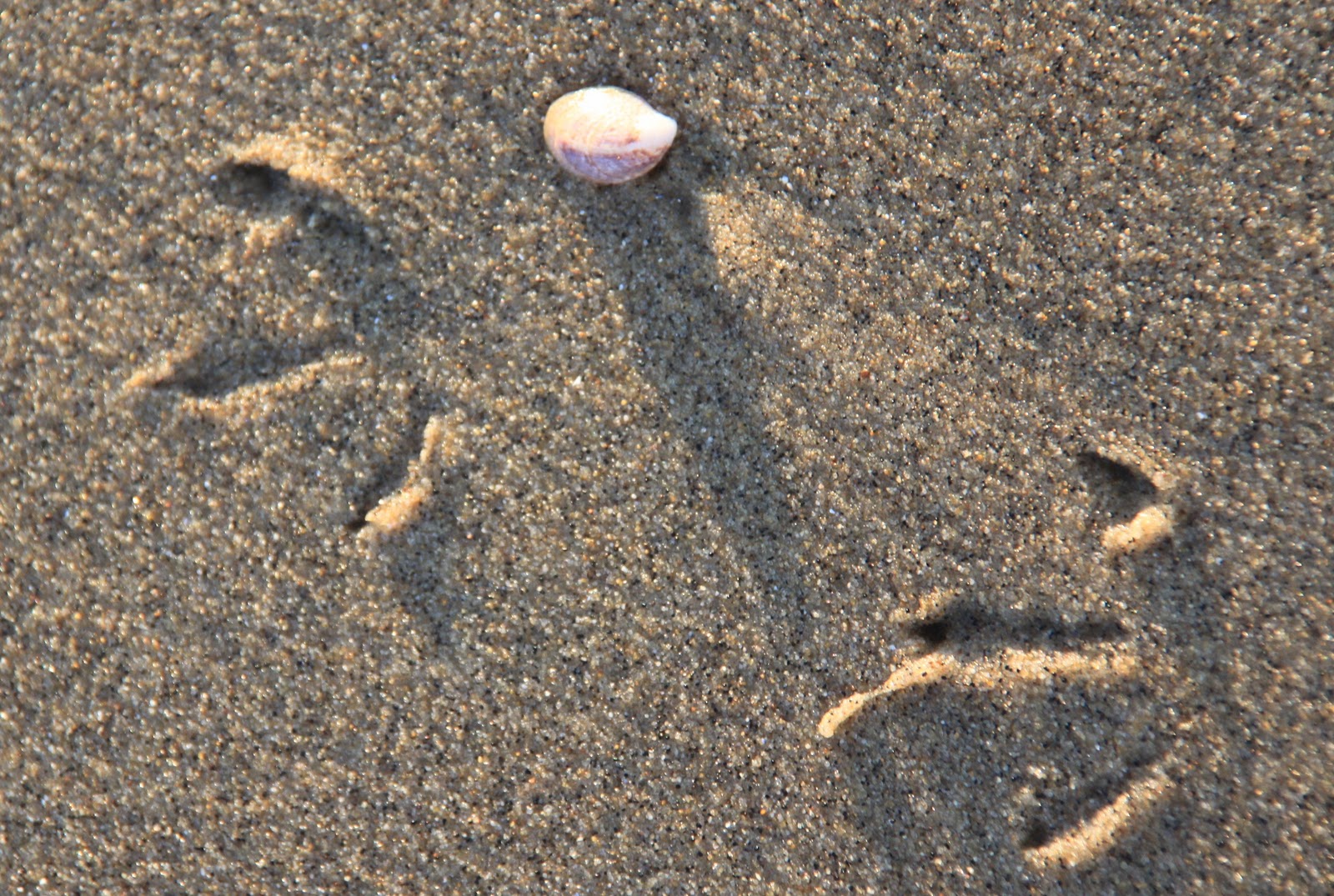 Nature on the Edge of New York City Animal Tracks in Sand & Snow