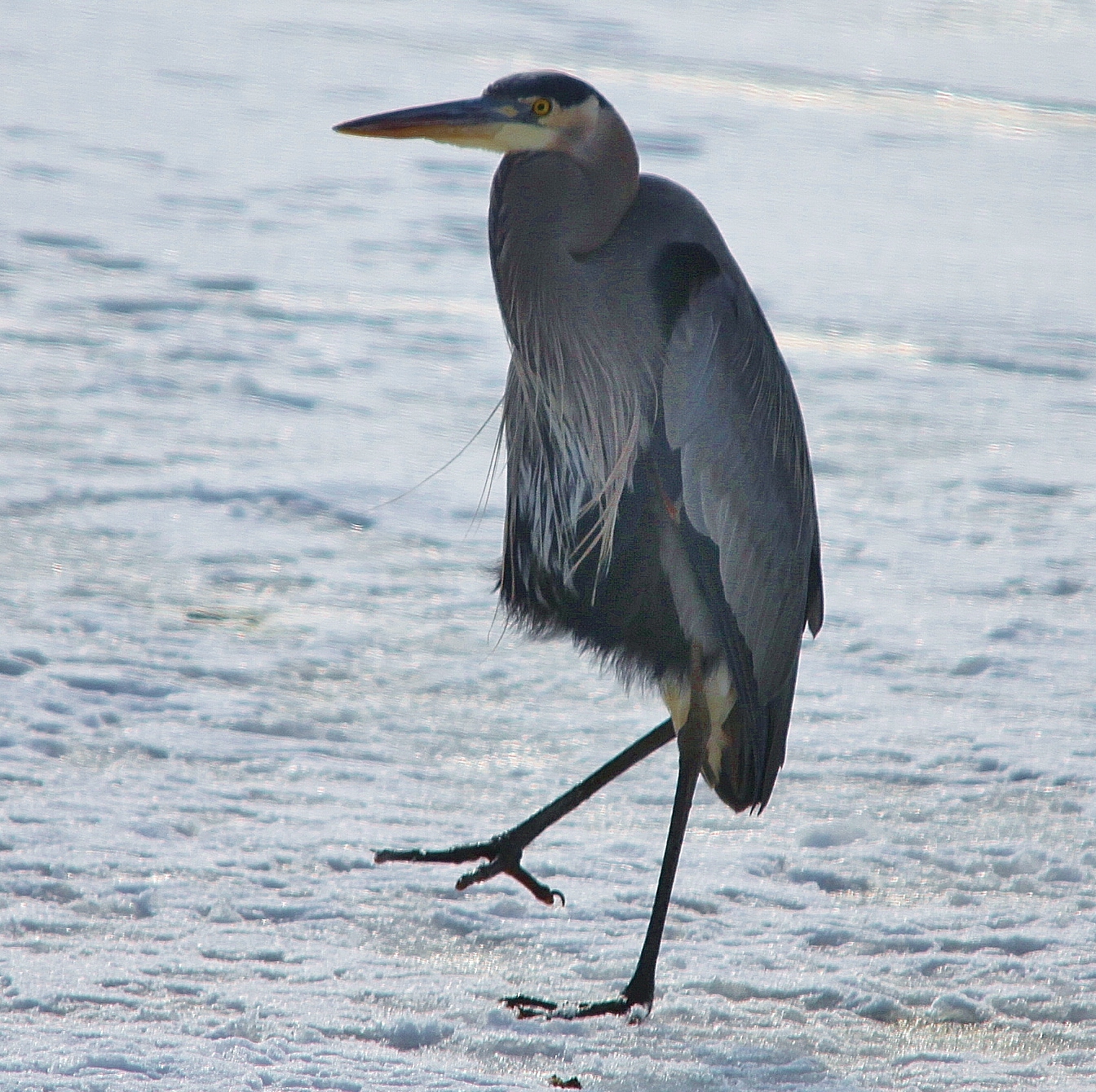 Tallest Bird in the Bay Still Around in Winter Nature on the Edge of