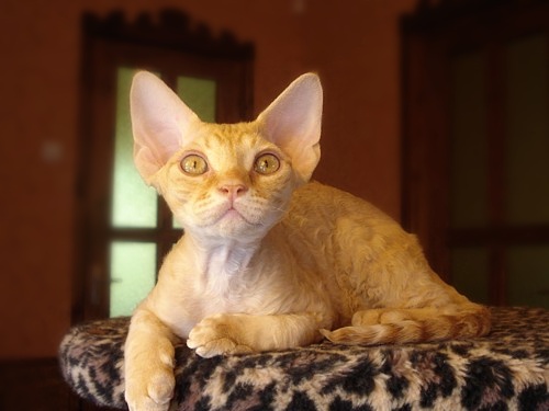 Devon+rex+cat+breeders+in+canada