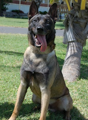 Sable Malinois
