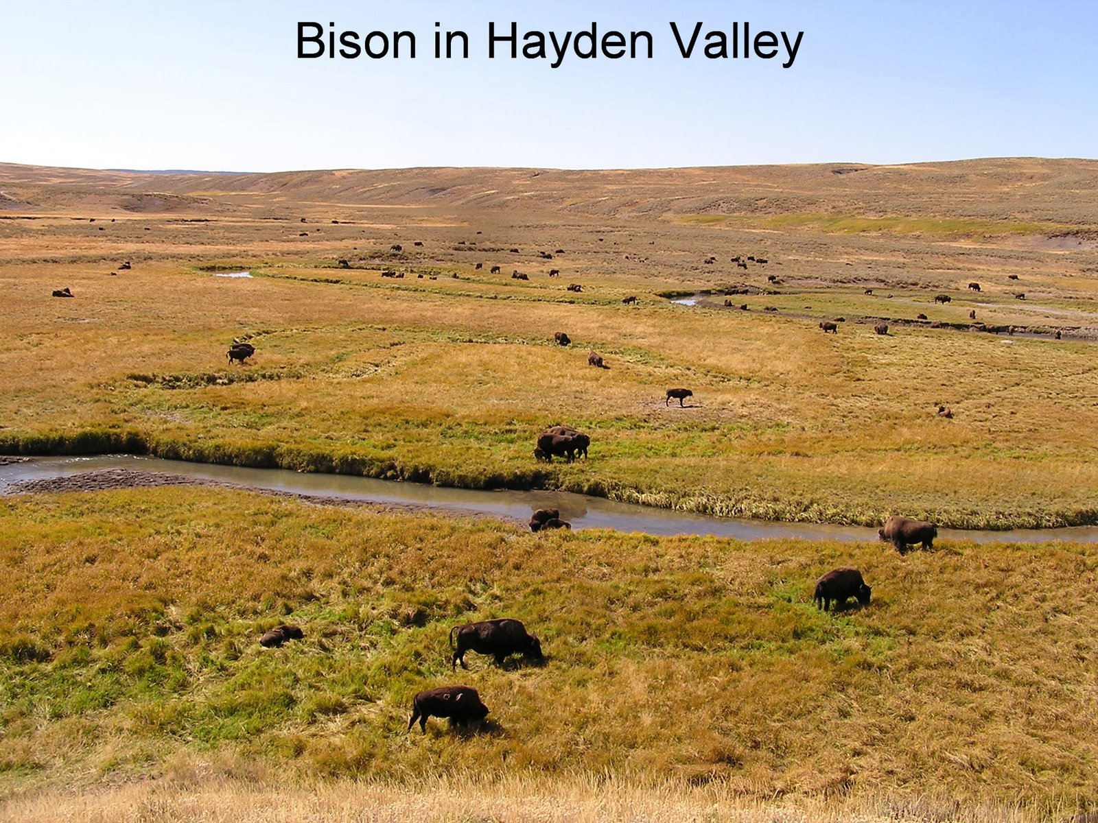 [0809+251+Bison+in+Hayden+Valley.JPG]