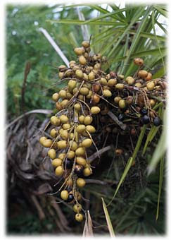 Saw-palmetto (Serenoa repens)