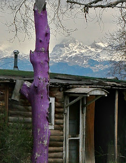 Danield Wyoming Purple Trees - Sturgis Stories 99