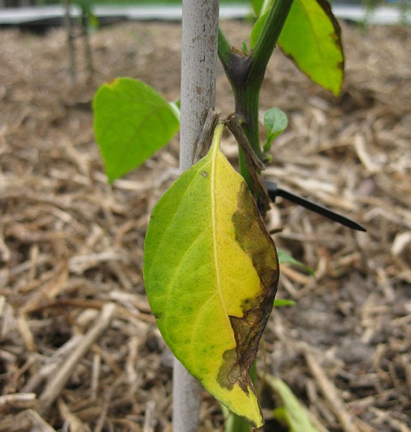 The Night Gardener Jalapeno problems