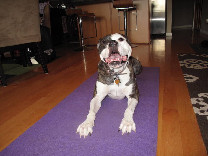 Two Pitties in the City Pooches Dogs & Yoga Mats