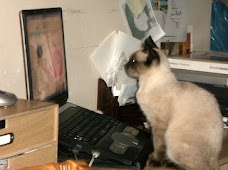Gata Informatica