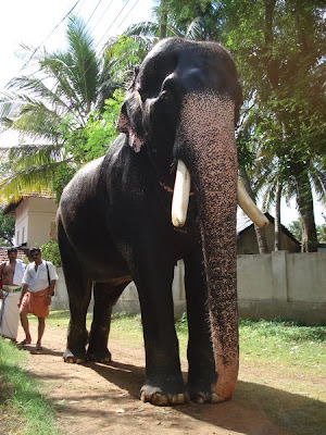 Thechikottukavu Ramachandran Junglekey In Image 50 An elegant elephant endowed with most of the features described in 'madangaleela'. junglekey in