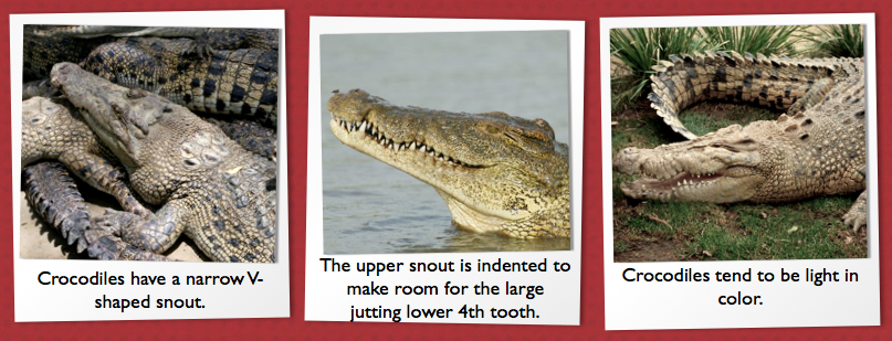 i spy animals 201101 alligator vs crocodile size