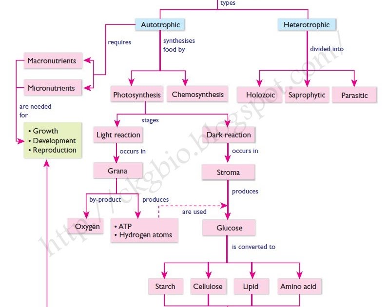 Chapter 6 (form 4)Biology