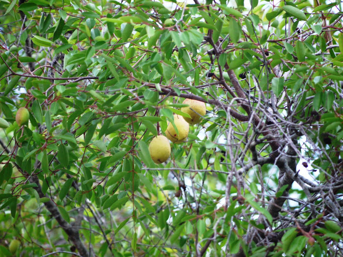 Mangabeira na Fonte dos Padres! (Clique na foto e veja a planta no controle da Hipertensão)