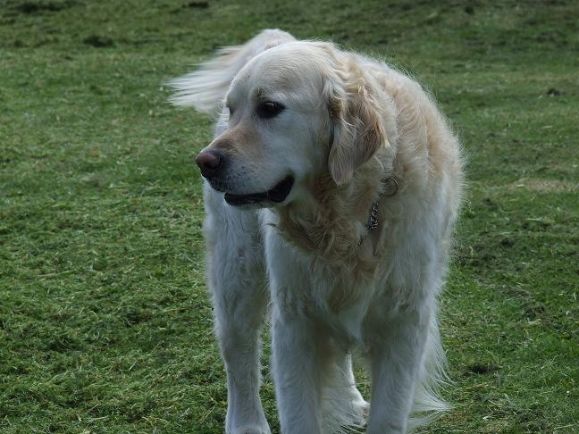 Casper - the dog of the family :)