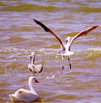 MÁS FOTOGRAFÍAS:                                                       En la Laguna de Mar Chiquita