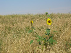 Sunflower in the Badlands