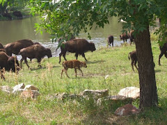 Bison Herd at Custer State Park