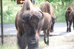 Bison from Custer State Park
