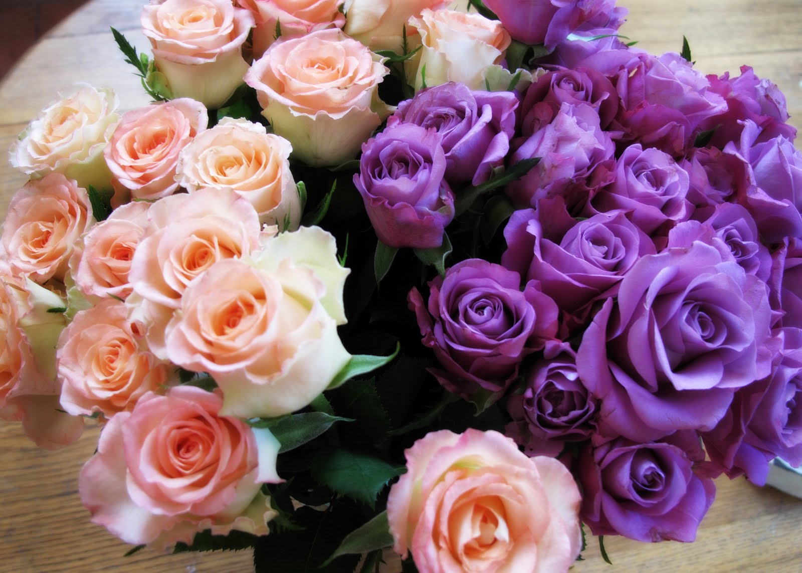 [Roses.jpg]