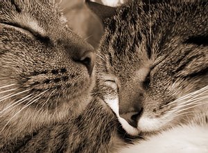MY   PETS