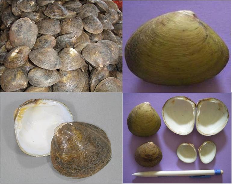 Samsul Rizal Journal Sepintas Tentang Kerang Kepah Polymesoda Erosa