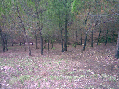 Trees, Down Hill, Himachal, 