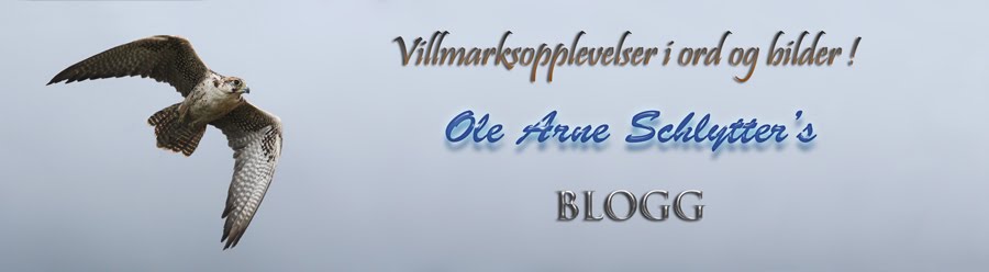Villmarksopplevelser i ord og bilder!
