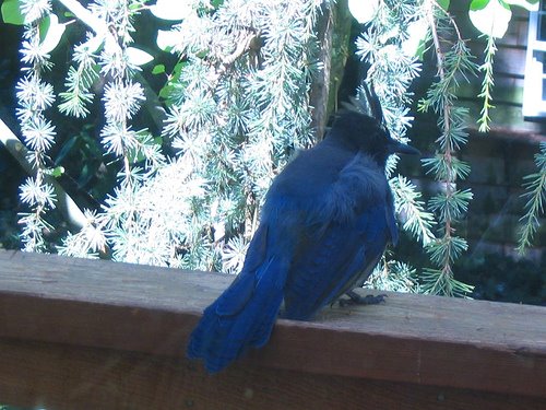 [bluebird.jpg]