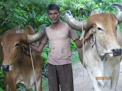 HERMOSOS EJEMPLARES  DE VACAS GIR.