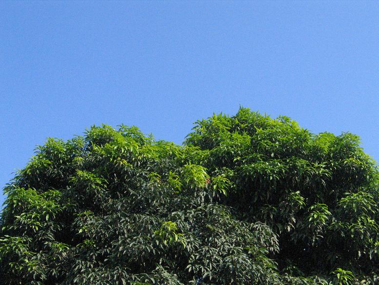 [a+thoughtful+tree.JPG]