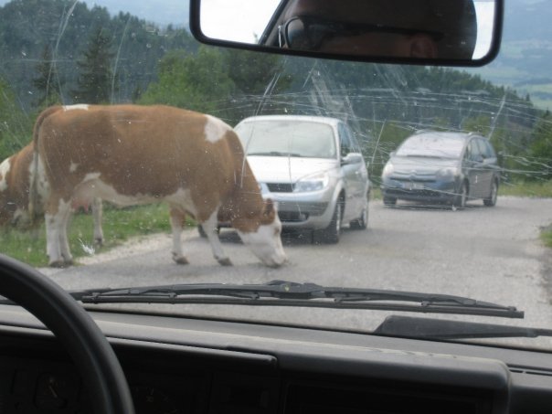 [Traffic+jam+Cows.jpg]