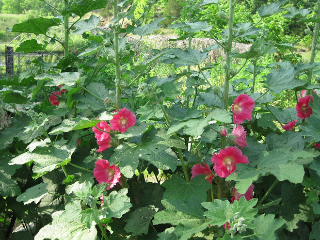 Hollyhocks