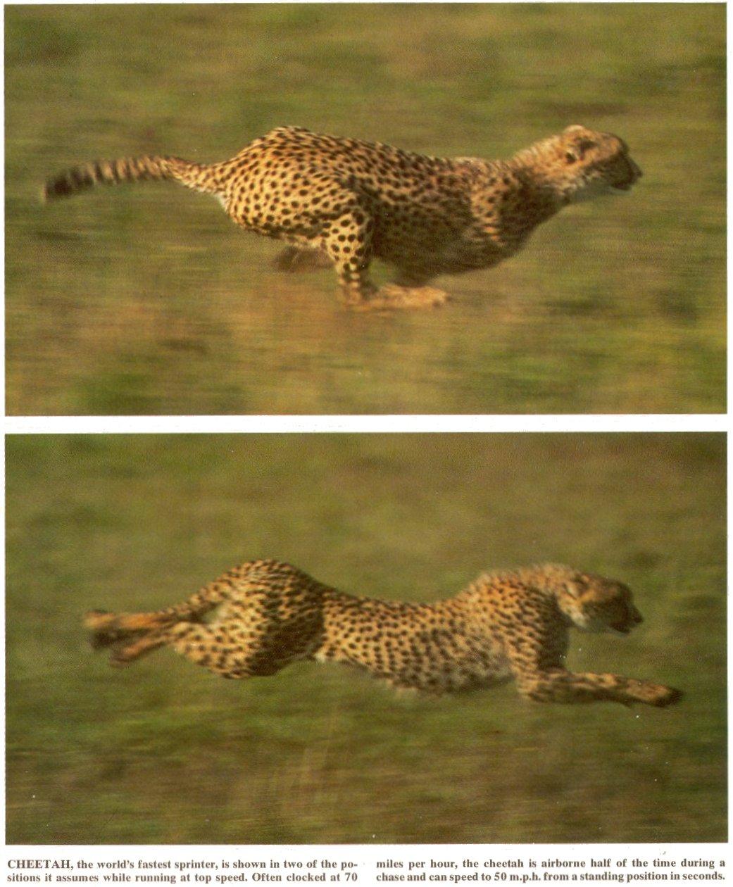 cheetah fast