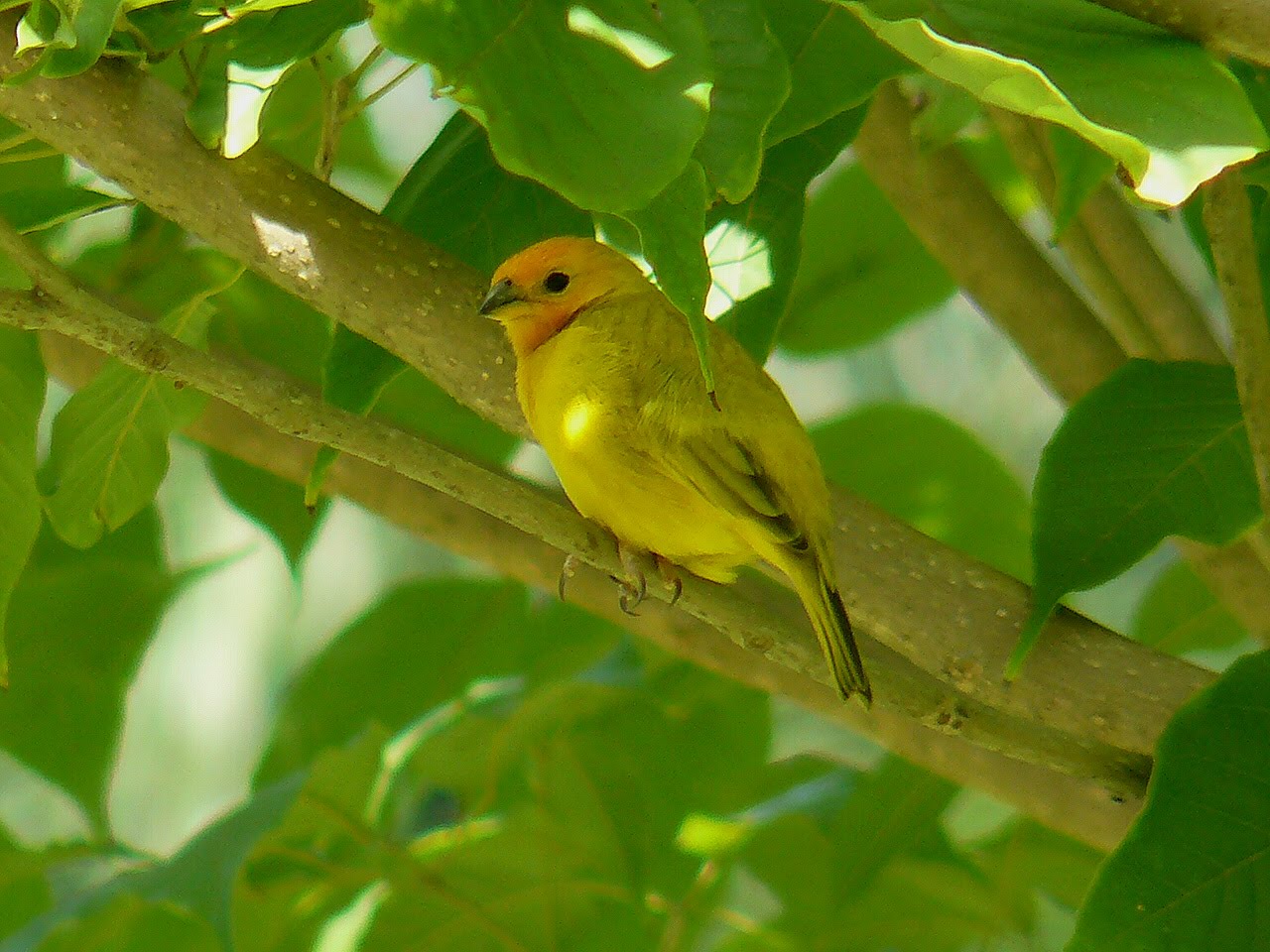 Introduced Species List