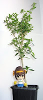 my Japanese Boxthorn