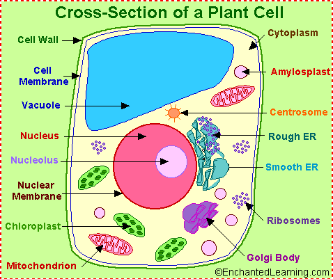 Click here for a better picture of a typical animal eukaryotic cell