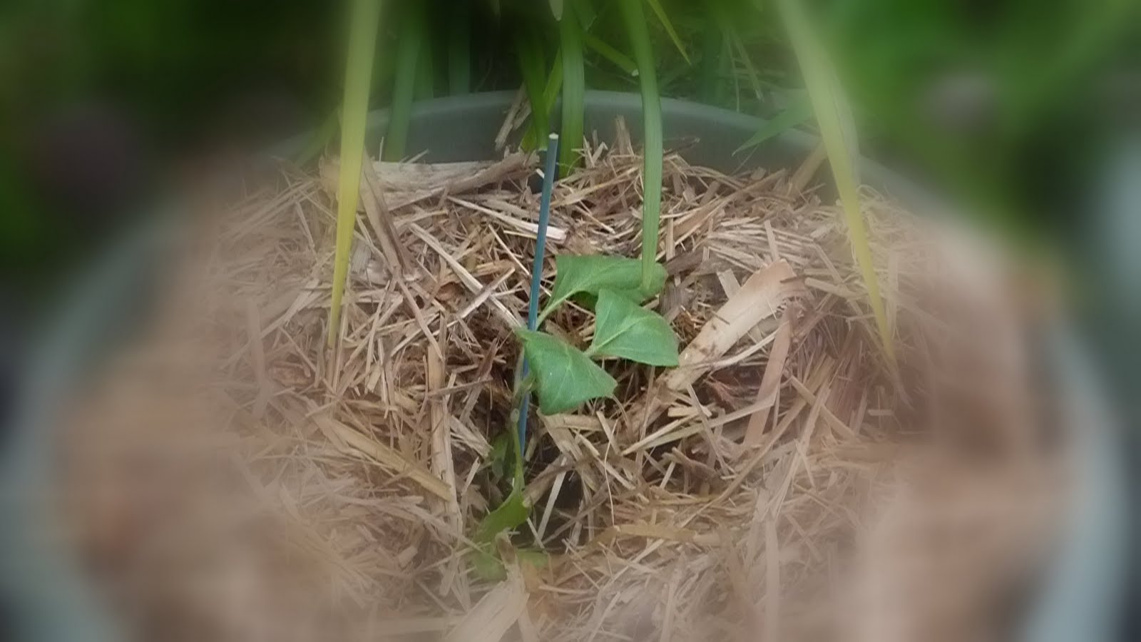 humberto the eggplant bush