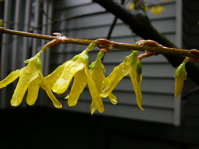 [forsythia2.jpg]