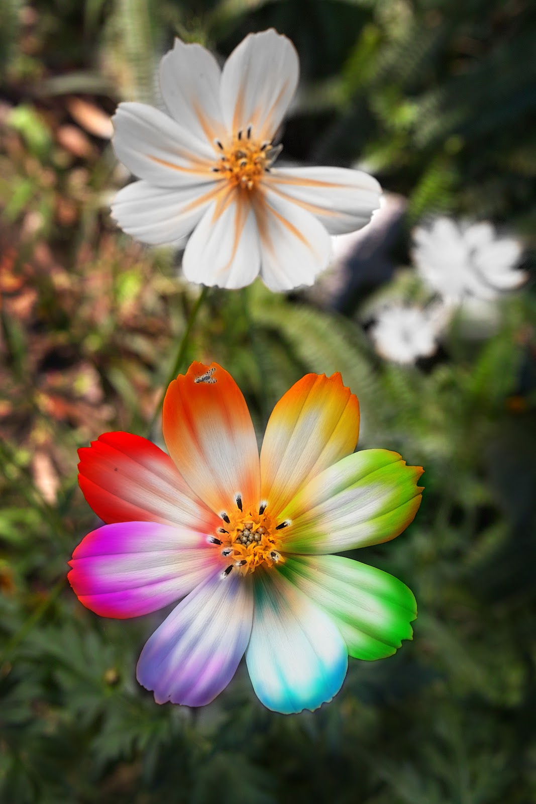 Legrand Johan Photographe Fleurs arc en ciel