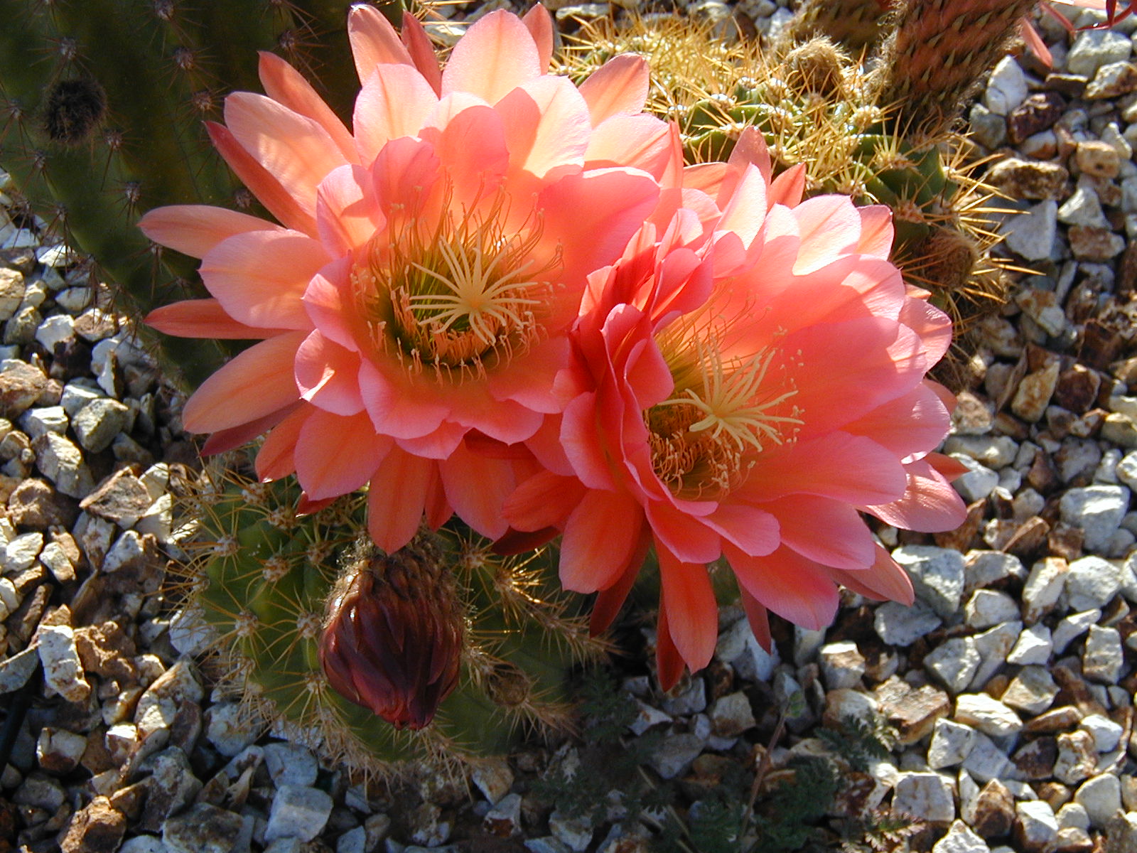 Desert Dabbler: Giants Among Us: Argentine Giants in Bloom 