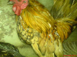 GOLDEN BANTAM