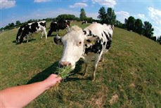 Feed the People Who Need.