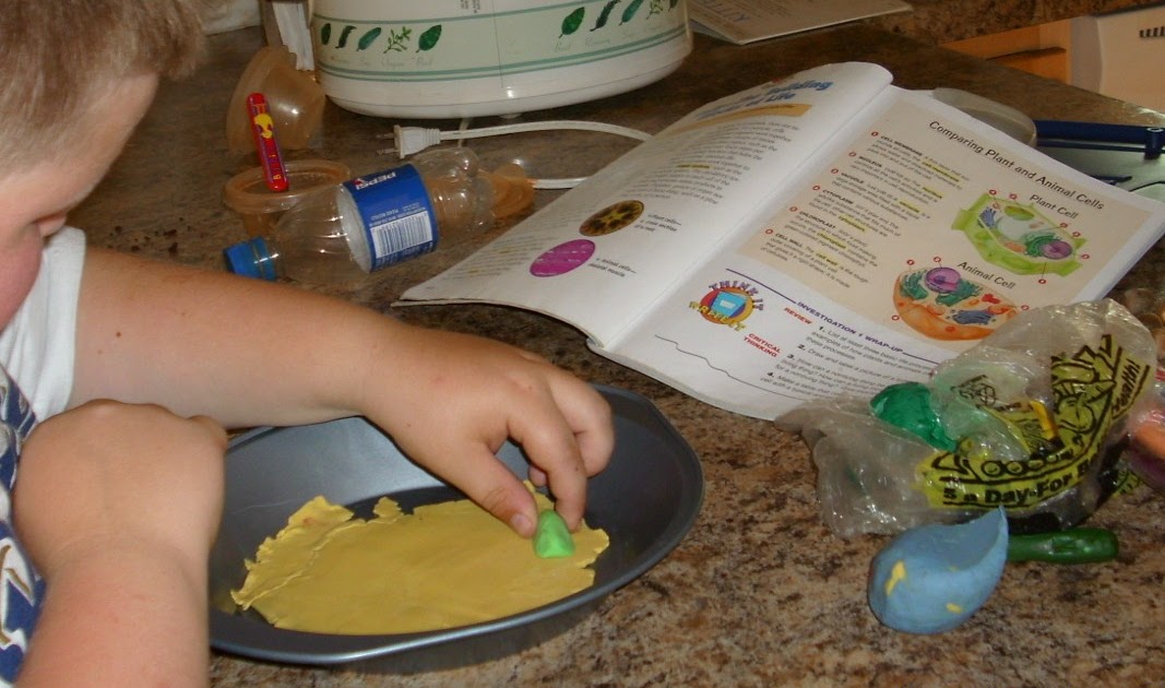 Animal and plant cells worksheet answer image