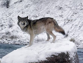 Snowdancer: Lesser Wolf